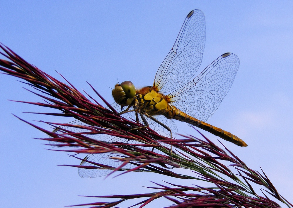 Photo of Dragonfly at Ludham