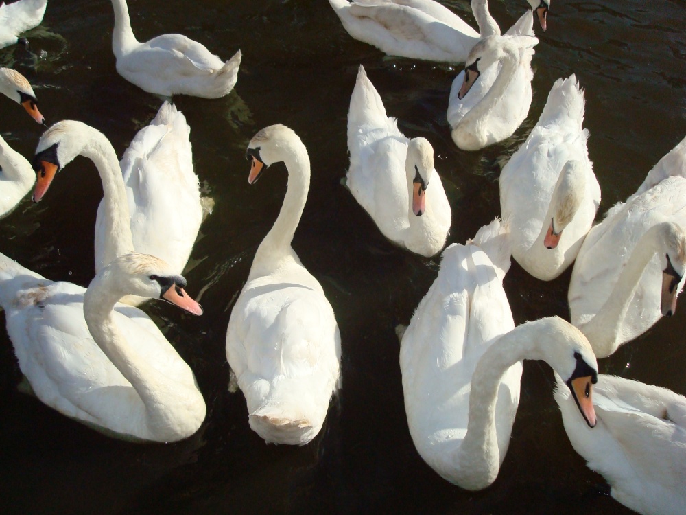 Lodham swans
