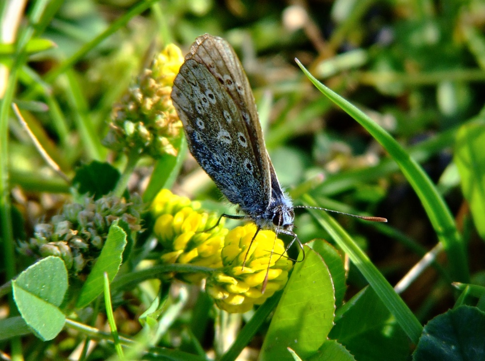 Common blue butterfly....polyommatus icarus