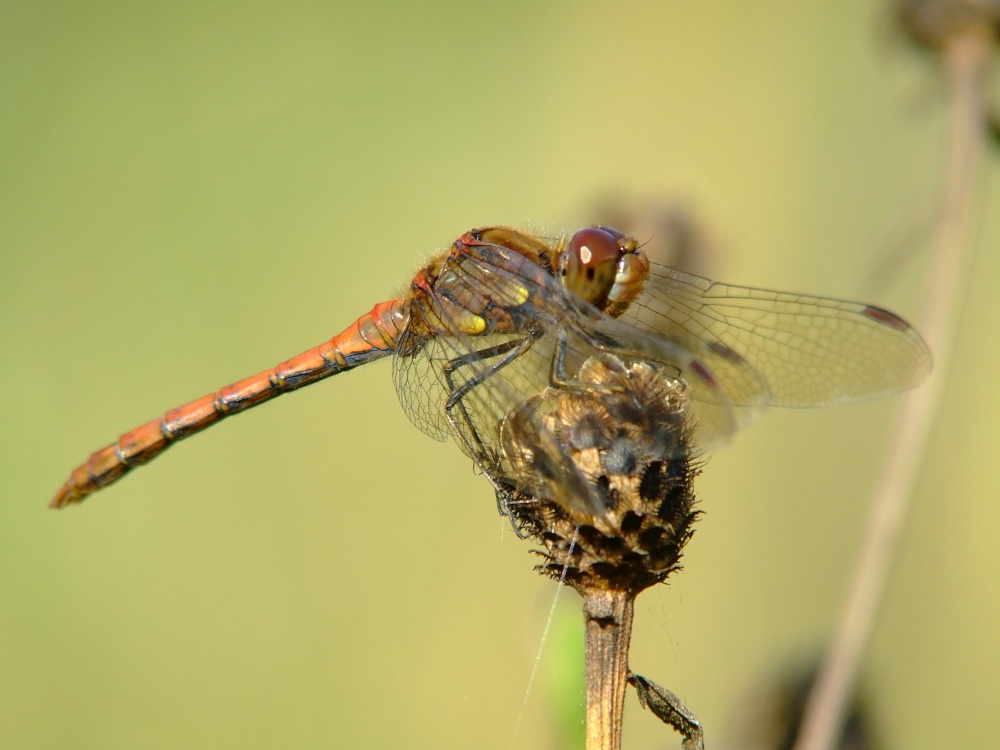 Common darter dragonfly......sympetrum striolatum