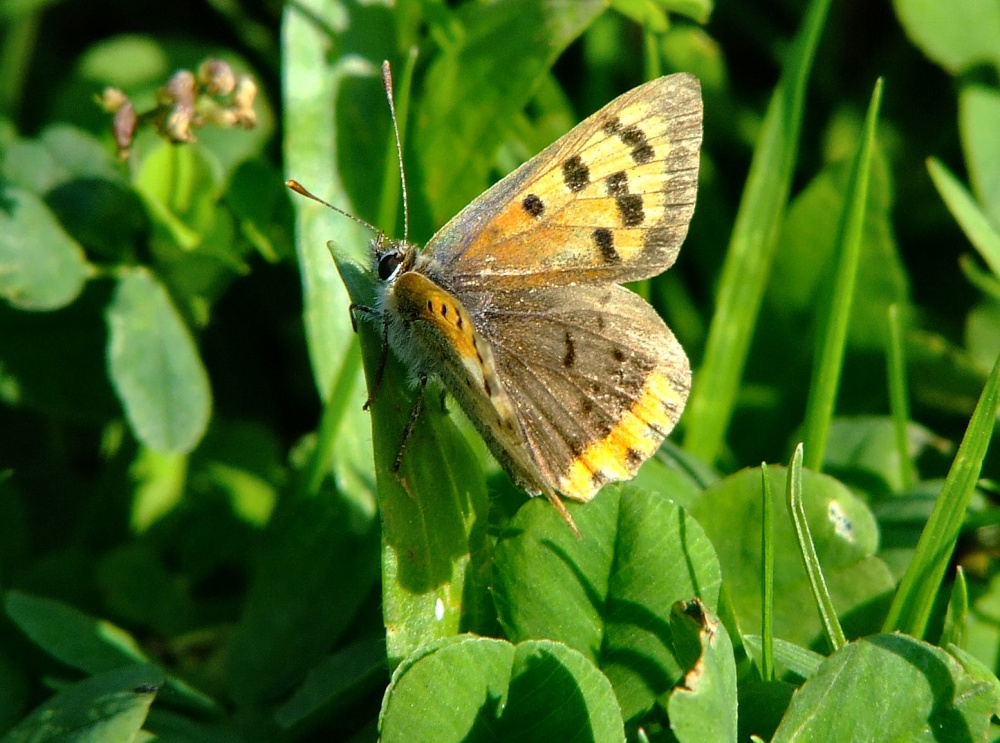 Small copper butterfly....lycaena phlaeas
