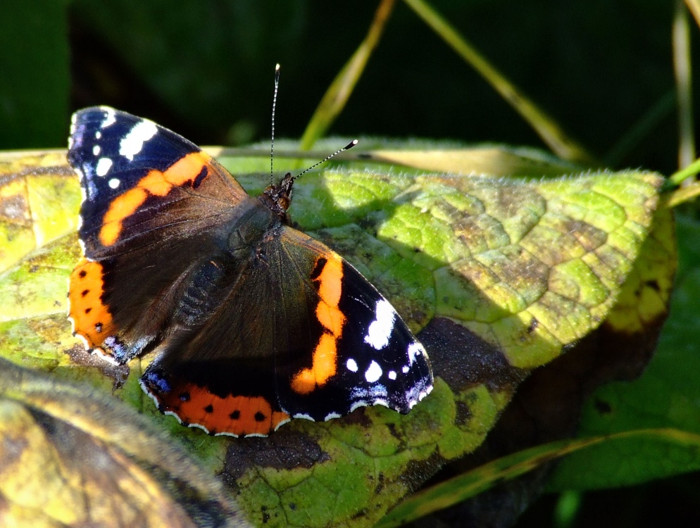 Red admiral butterfly.....vanessa atalanta