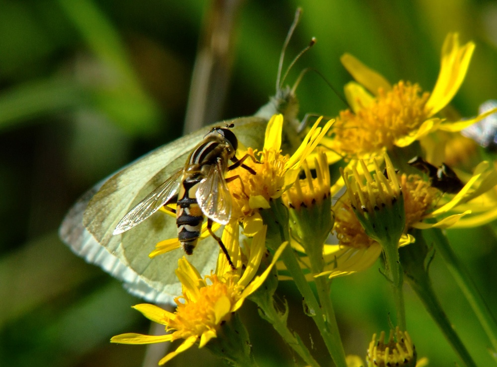Hoverfly and small white butterfly