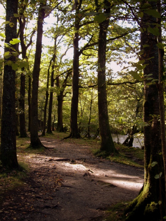 White Moss Wood at Grasmere