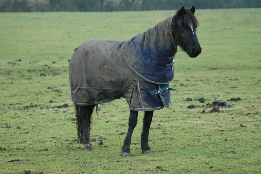 Horse in jacket