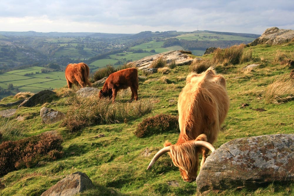 Photograph of Cattle on Baslow Edge