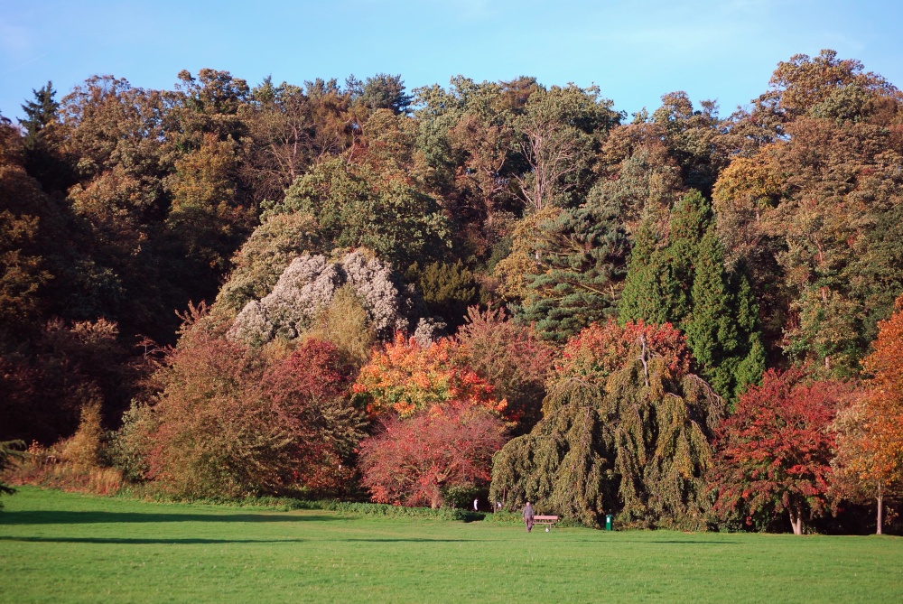 Photograph of Autumn at Himley