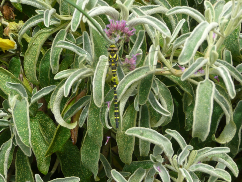 Photograph of Insect