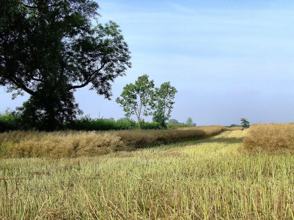 Summer scene at Newport