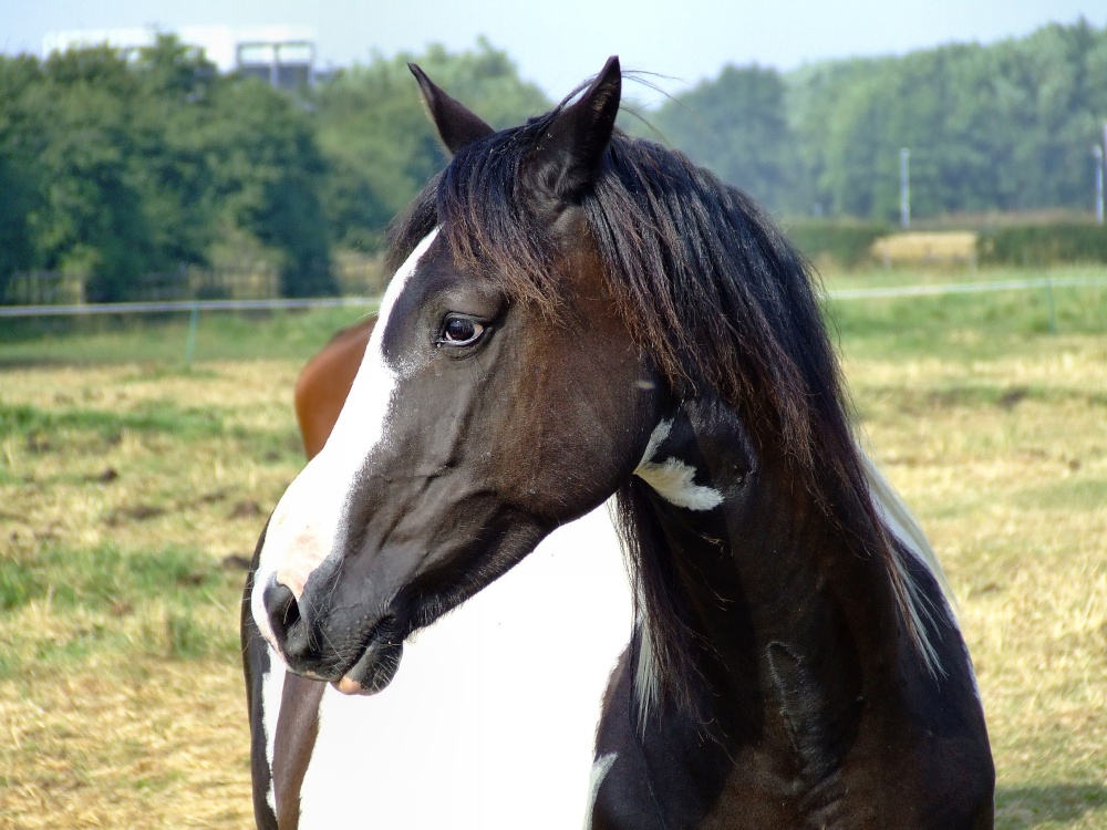 Photograph of Beautiful horse at Newport