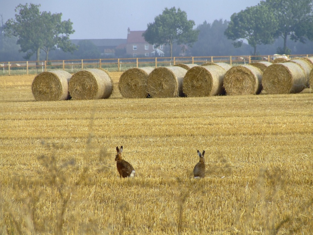 Photograph of Hares in the field near Newport