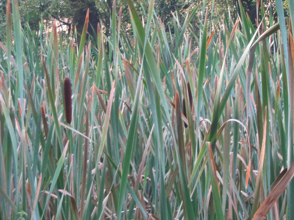 Reeds, Basingstoke Canal, Up Nately