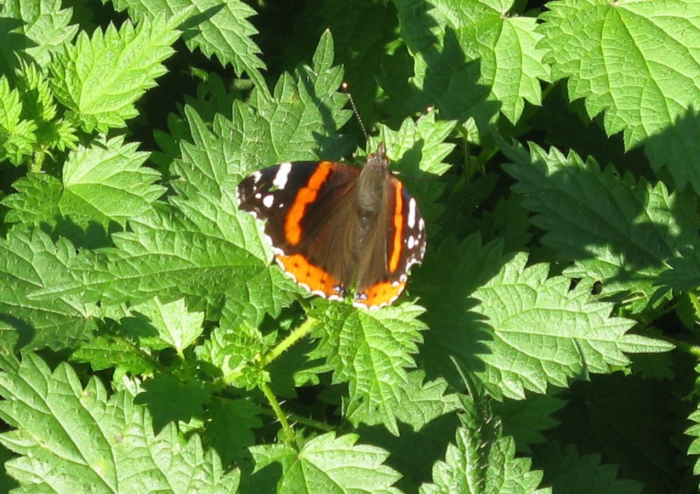 A Red Admiral