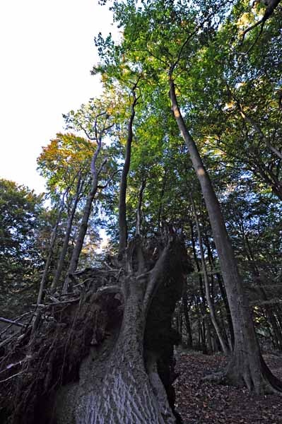 Frilsham, Berkshire.