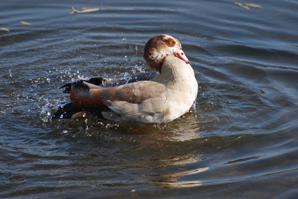 Egyptian Goose taking a bath