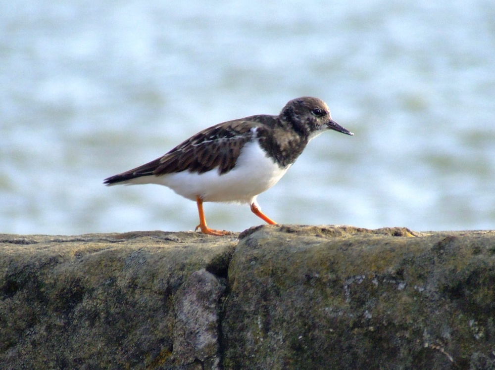 Turnstone.....arenaria interpres