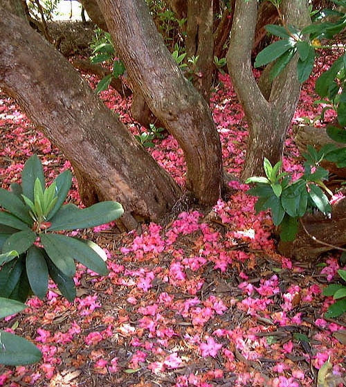 Fallen rhododendron petals at Sheffield Park