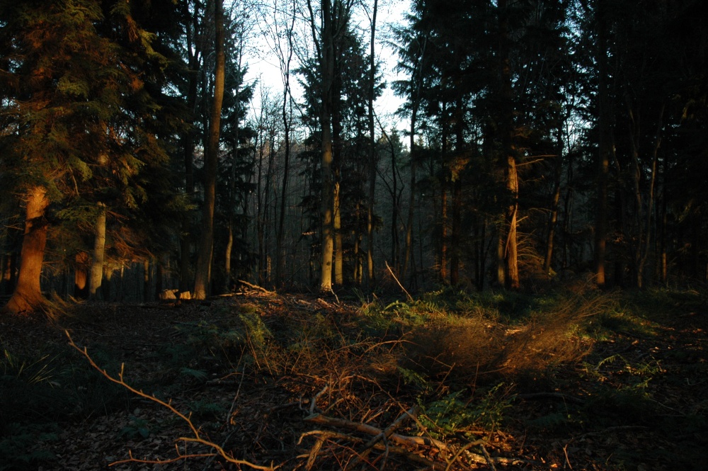 Stoke Park Wood Dec 2005
