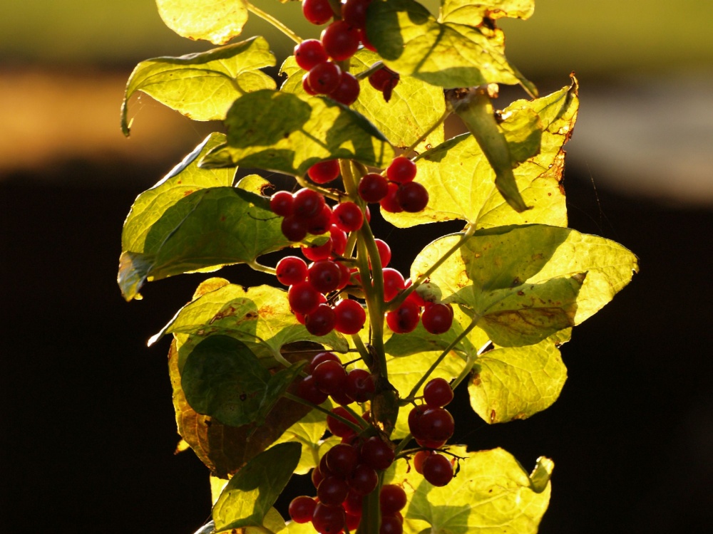 Red berries near King's Sutton, Northants