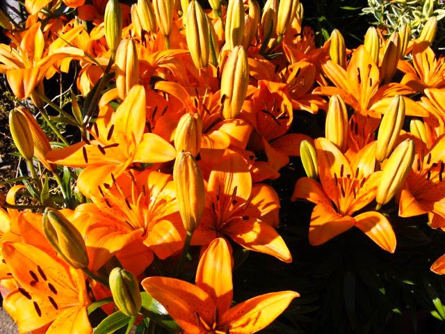 Lillies for Sale.