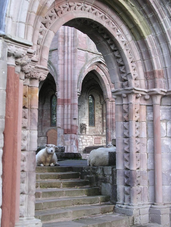 Sweetheart Abbey and sheep
