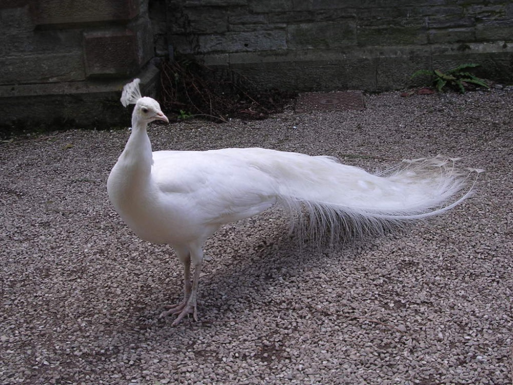 White peacock photo by Joy Heatherley
