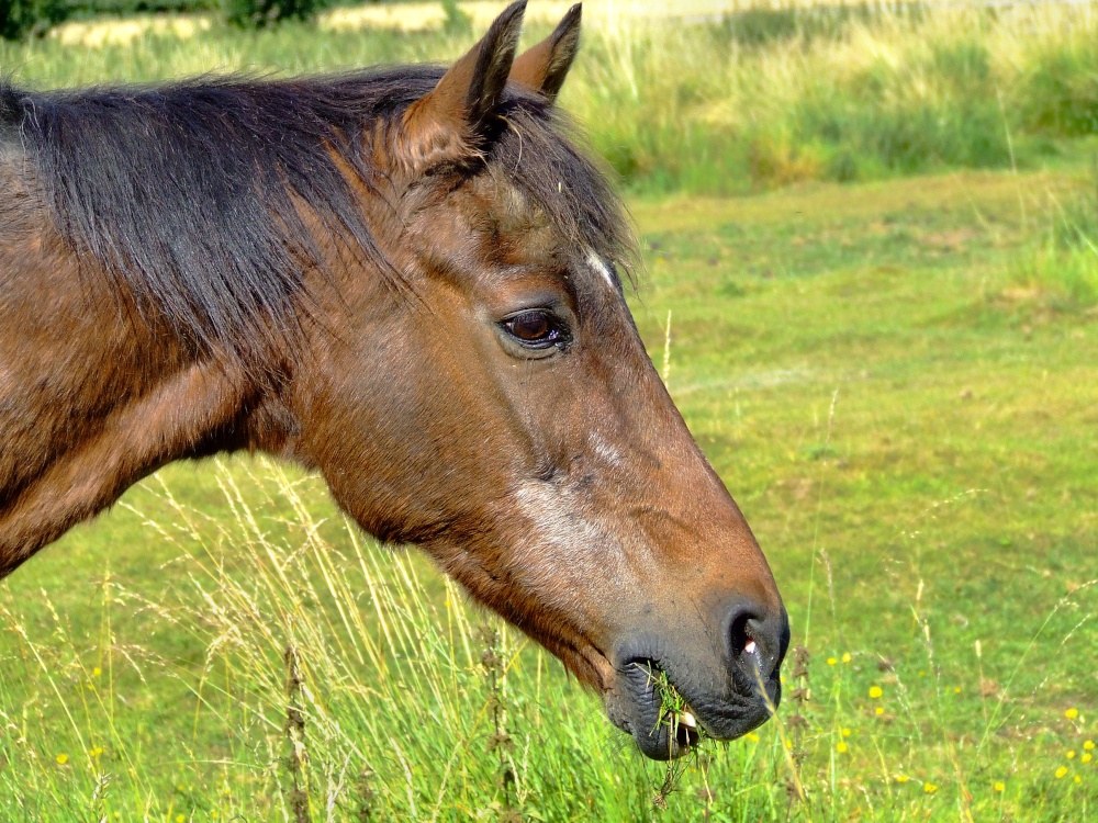 Lovely horse at South Dalton