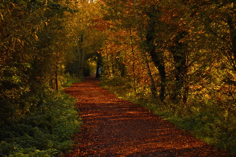 Autumn path photo by Jason T