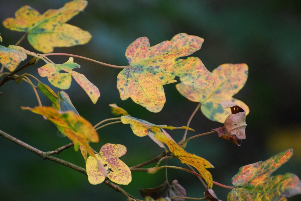 Photograph of Autumn Leaves at Martin's Wood