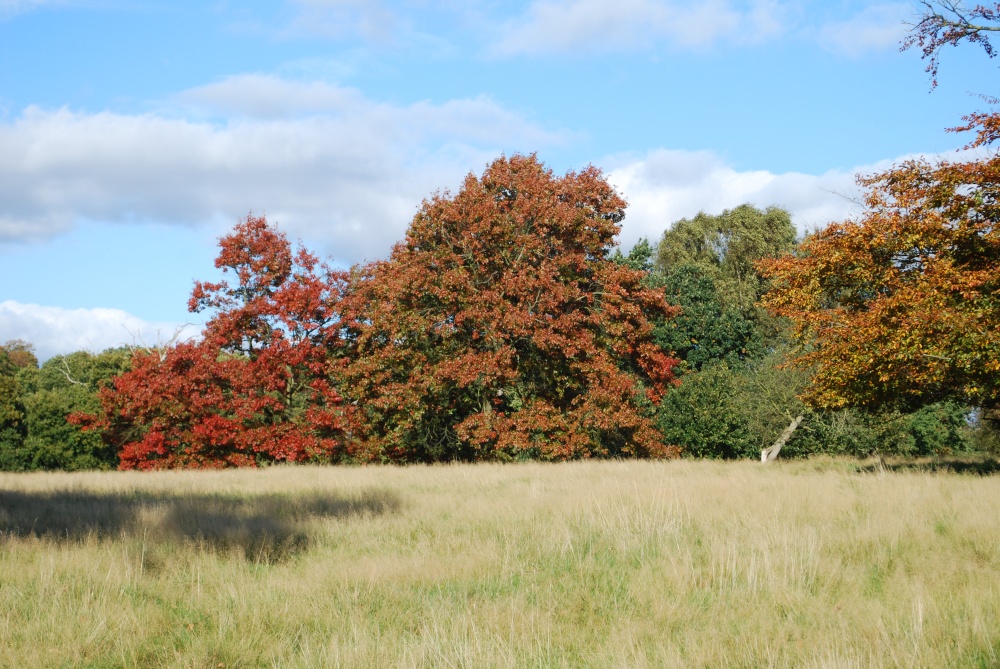 Calke Abbey Park
