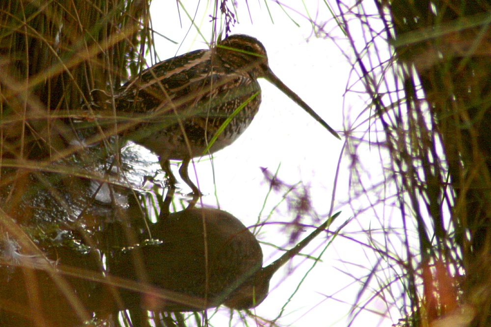 Snipe photo by Roy Jackson