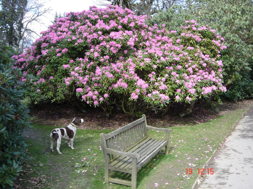Cawthorne Park Barnsley