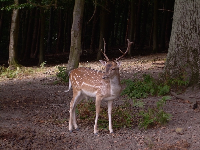 Photograph of Deer in the Enchanted Forest