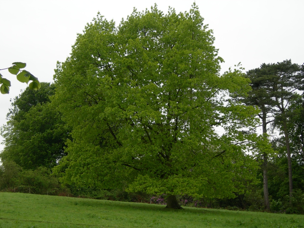 Mum's Tree at the height of Spring