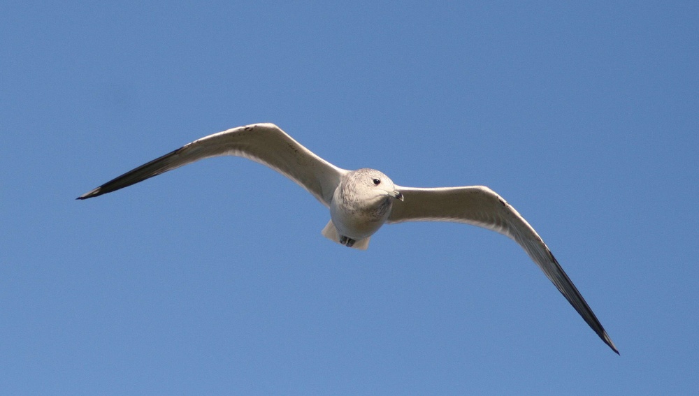 Herring Gull Juvenile.