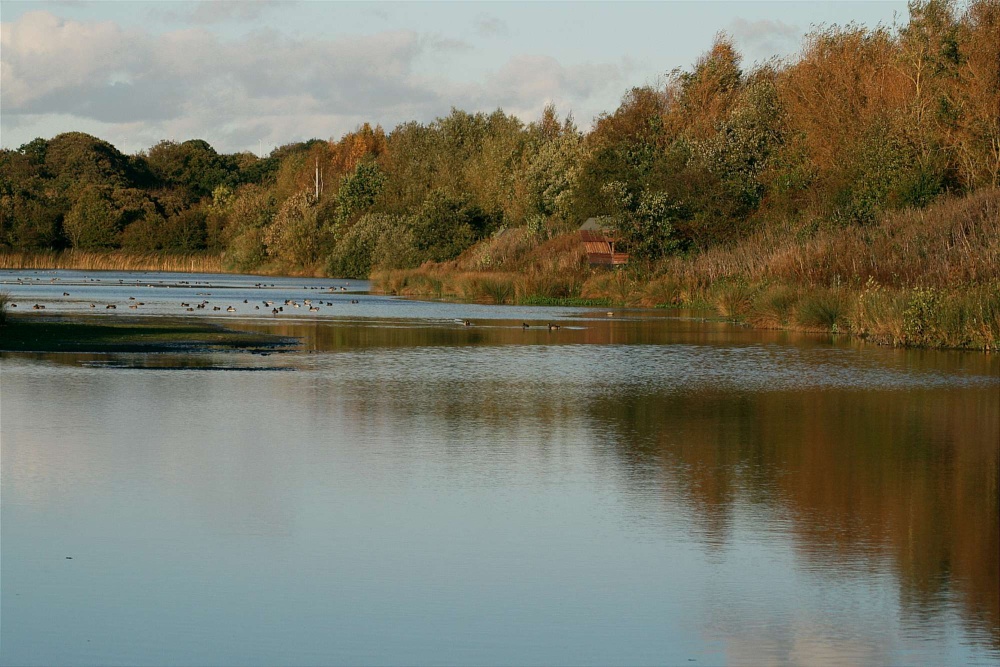 Waders Lake at the wetlands Centre