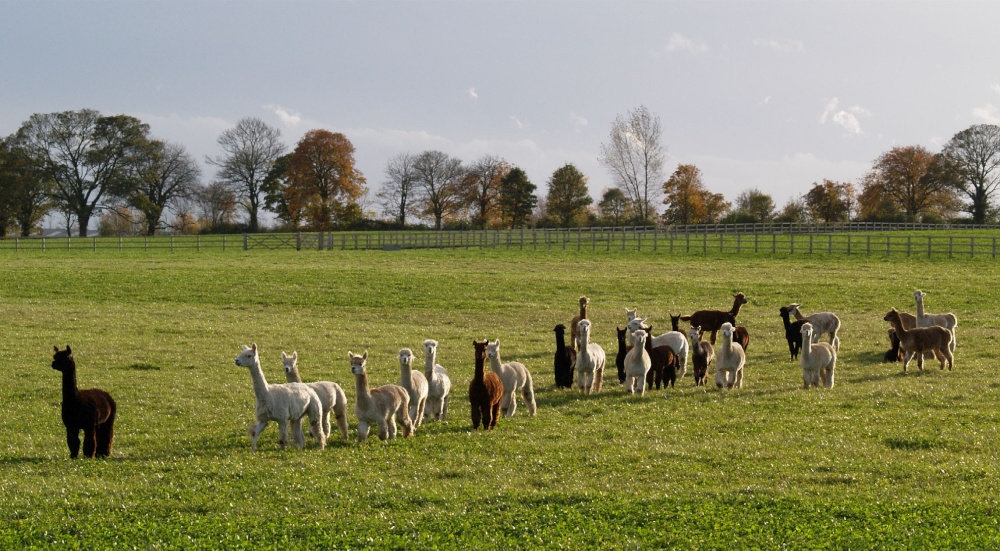 Alpacas near Croughton, Northants