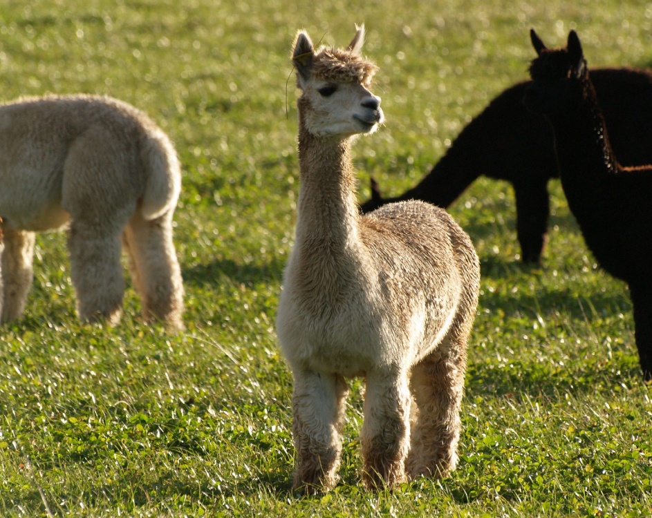 Alpaca, near Croughton, Northants