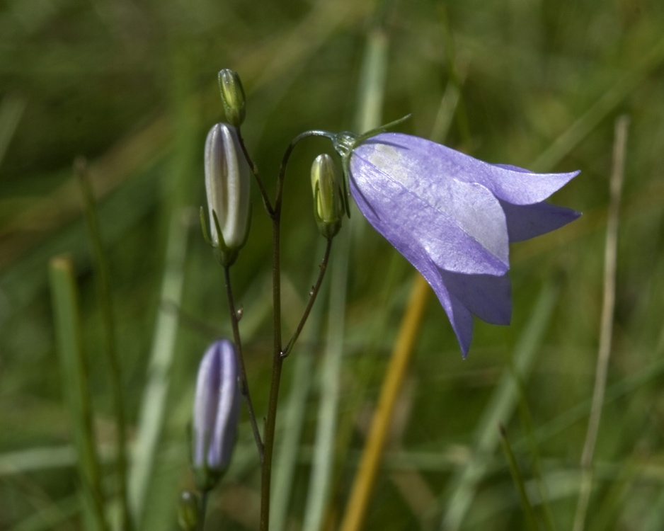 Photograph of Wild flowers on the heath