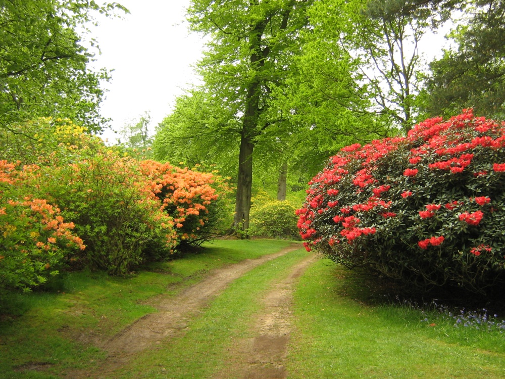 Rhododendrons at their best photo by Ian Aufflick