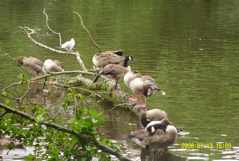 Hartsholme Country Park