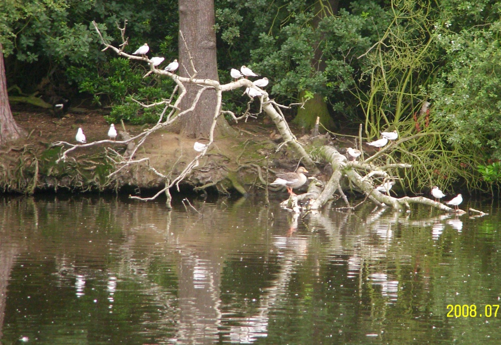 Hartsholme Country Park