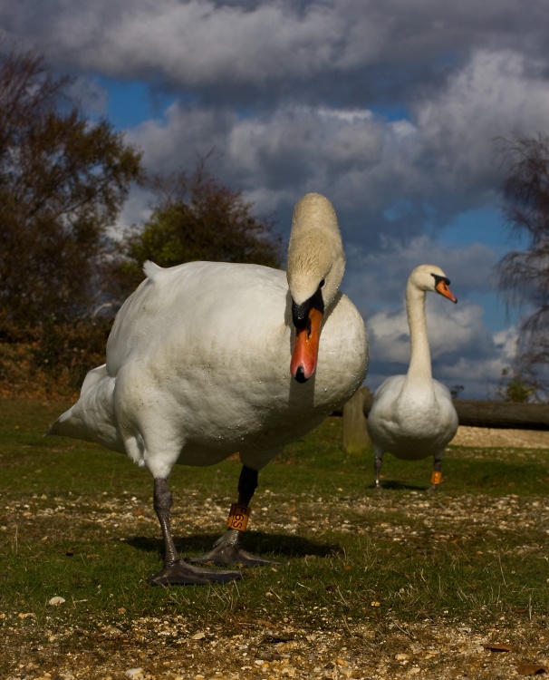 Swans at Hatchet Moor, New Forest