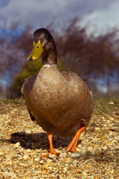 Mallard duck at Hatchet Moor,New Forest