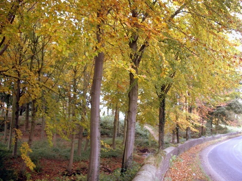 Photograph of More Beech Trees