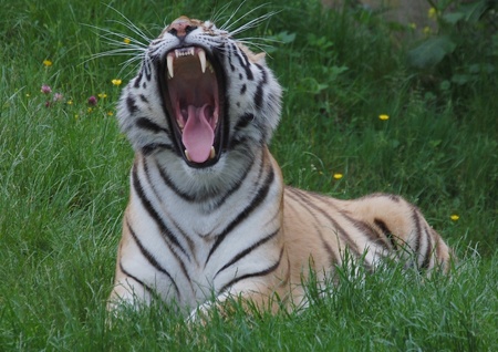 Yawning Tiger