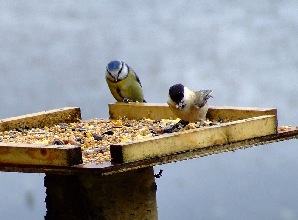 Blue tit....parus caeruleus (left) and marsh tit....parus palustris (right) photo by Andy Edwards