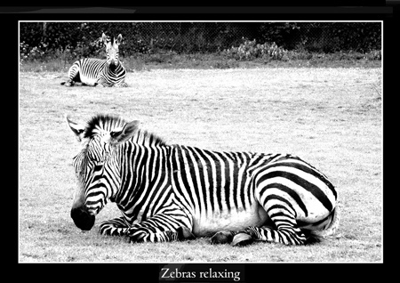 Zebra Grazing at Linton Zoo