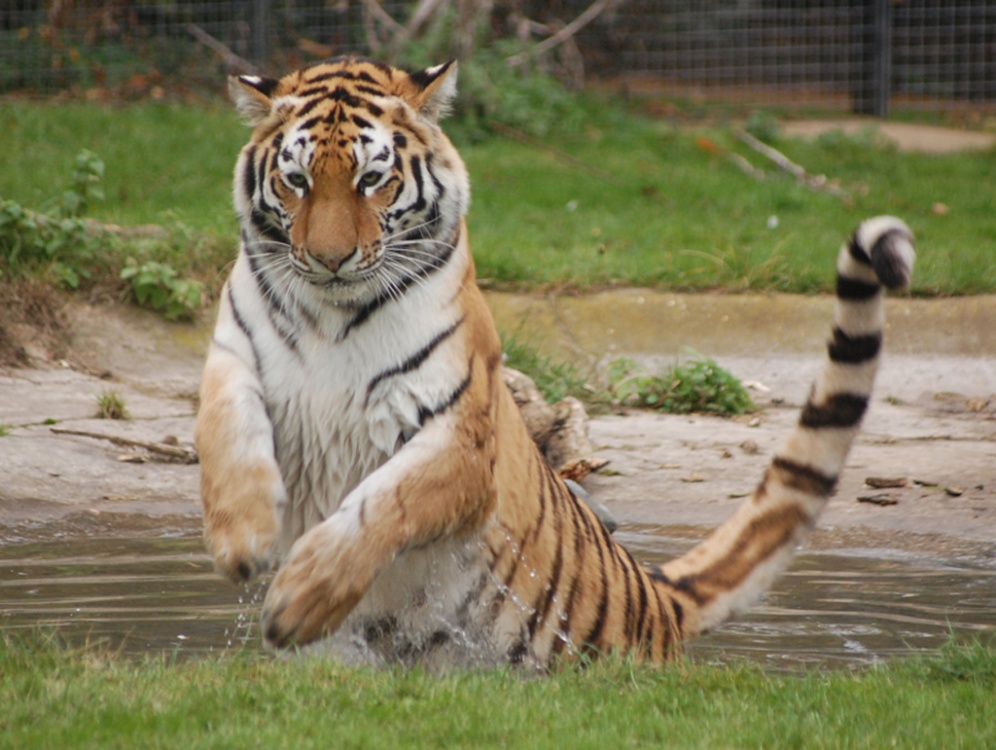 Photograph of Tiger at Linton zoo