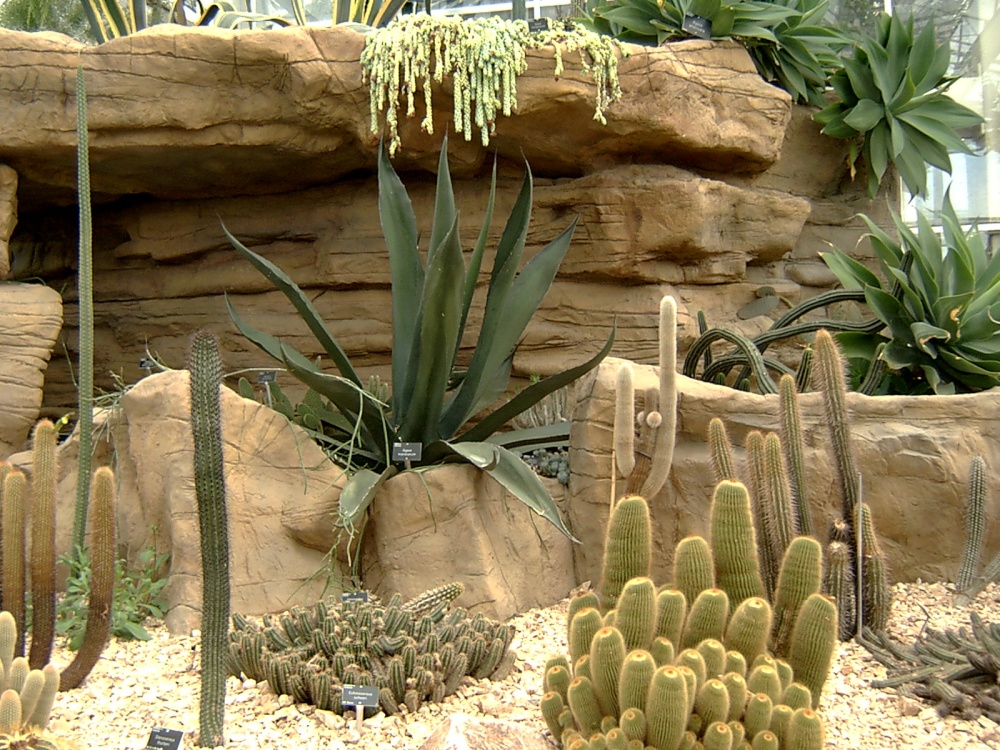 The cacti area.